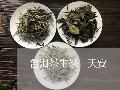 普洱茶生茶 天安/2023041044805